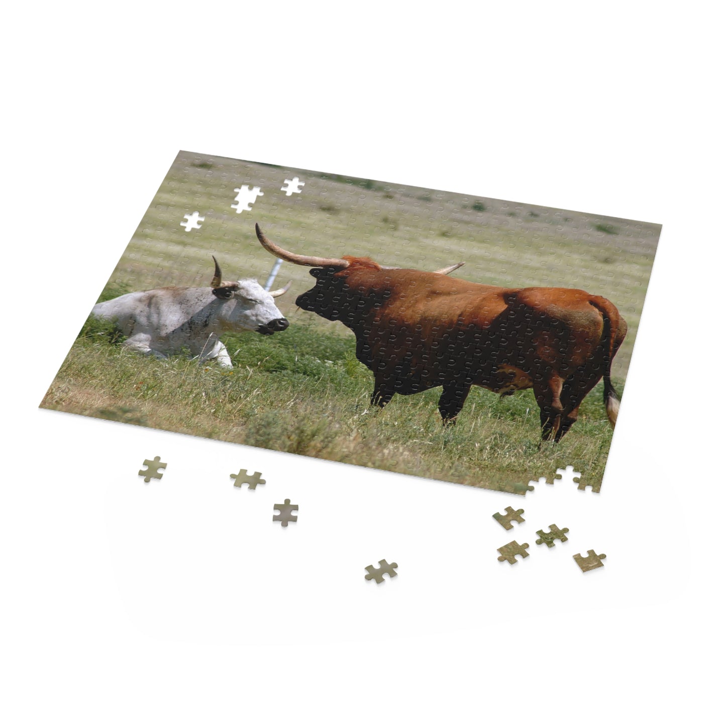 Texas Longhorns in Quiet Conversation 500-Piece