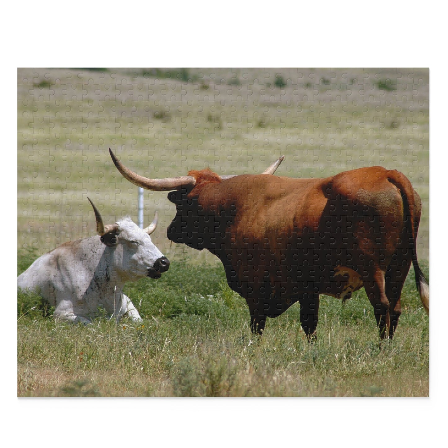 Texas Longhorns in Quiet Conversation 500-Piece